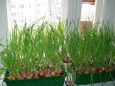 зеленый лук, выращивание в земле (почве)